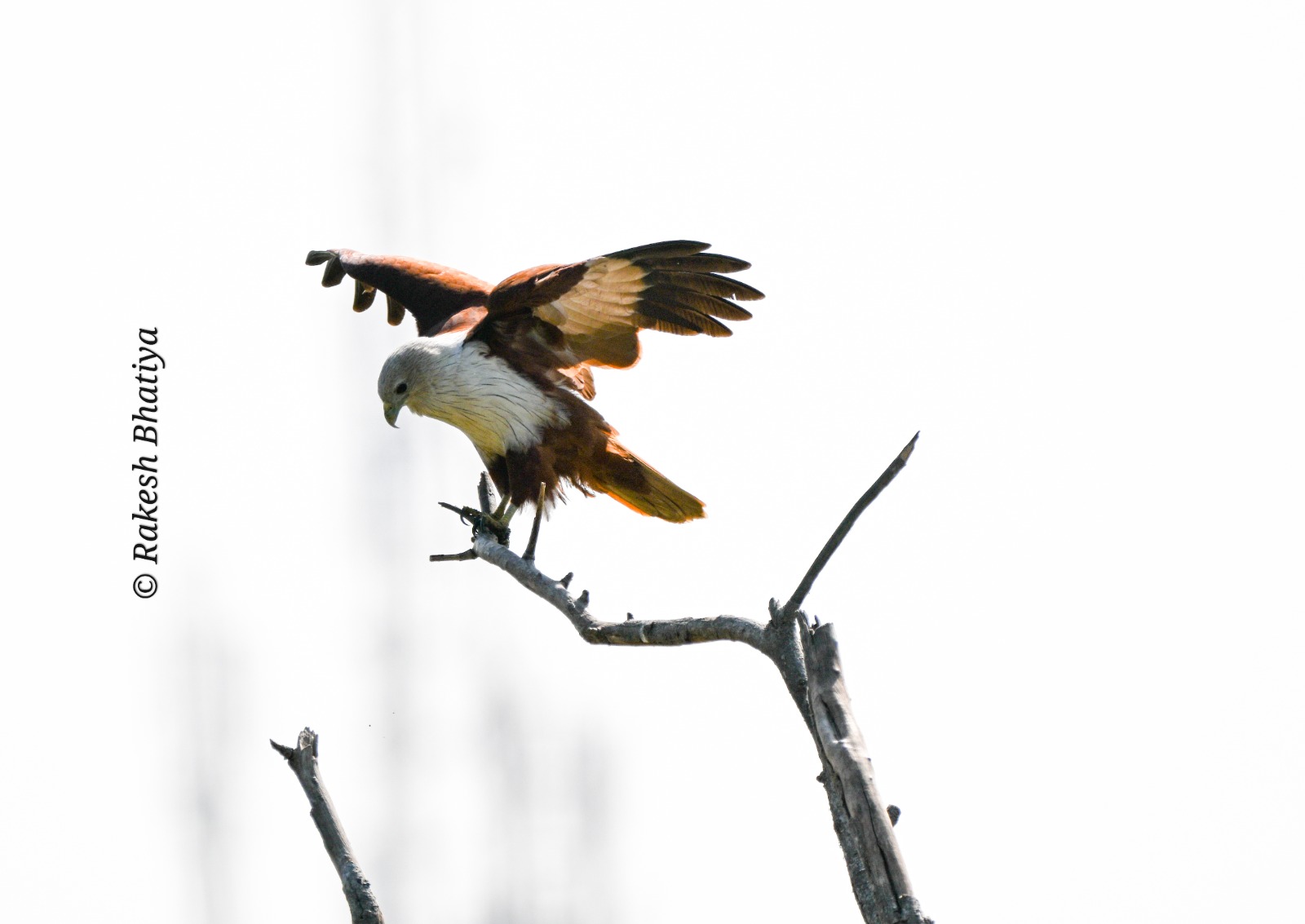 Brahminy Kite